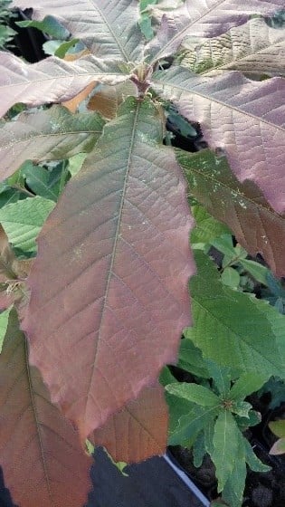 Quercus candicans seedling