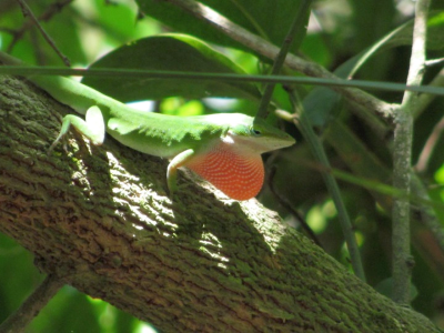 An anole lizard on a tree branch