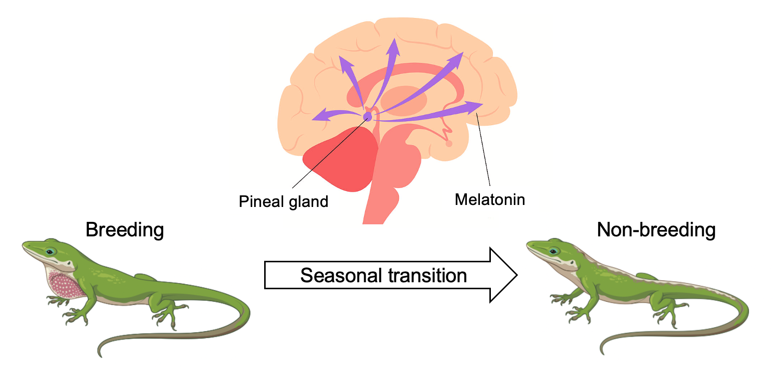 Shankey Thesis Diagram