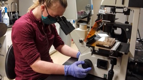 Abbie using a microscope in the Cell Culture Facility