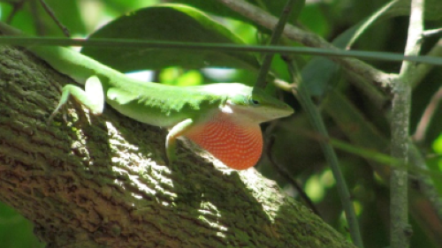A green anole lizard resting on a tree branch