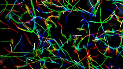 gliding motility of the bacteria on a glass surface