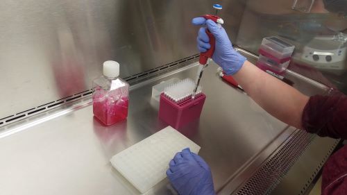 A student filling test tubes in the Cell Culture Facility