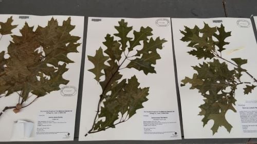 Different types of herbarium specimens on a table