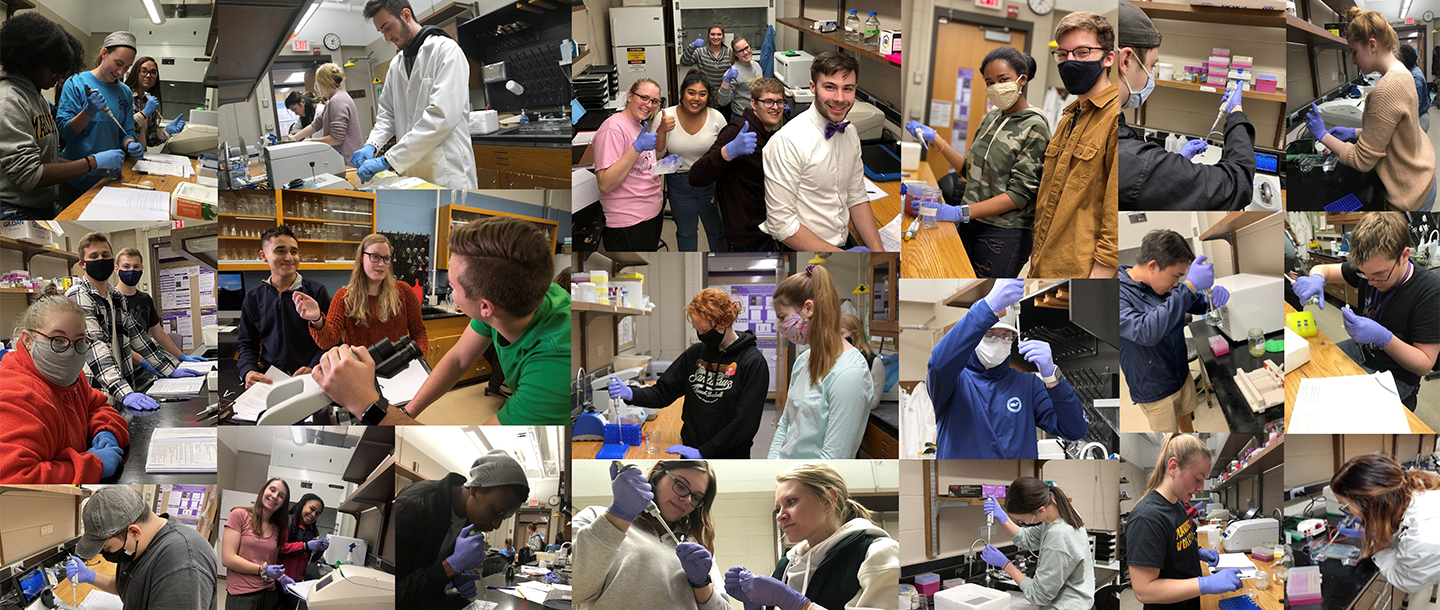 RISEbio students working on the lab made into a collage