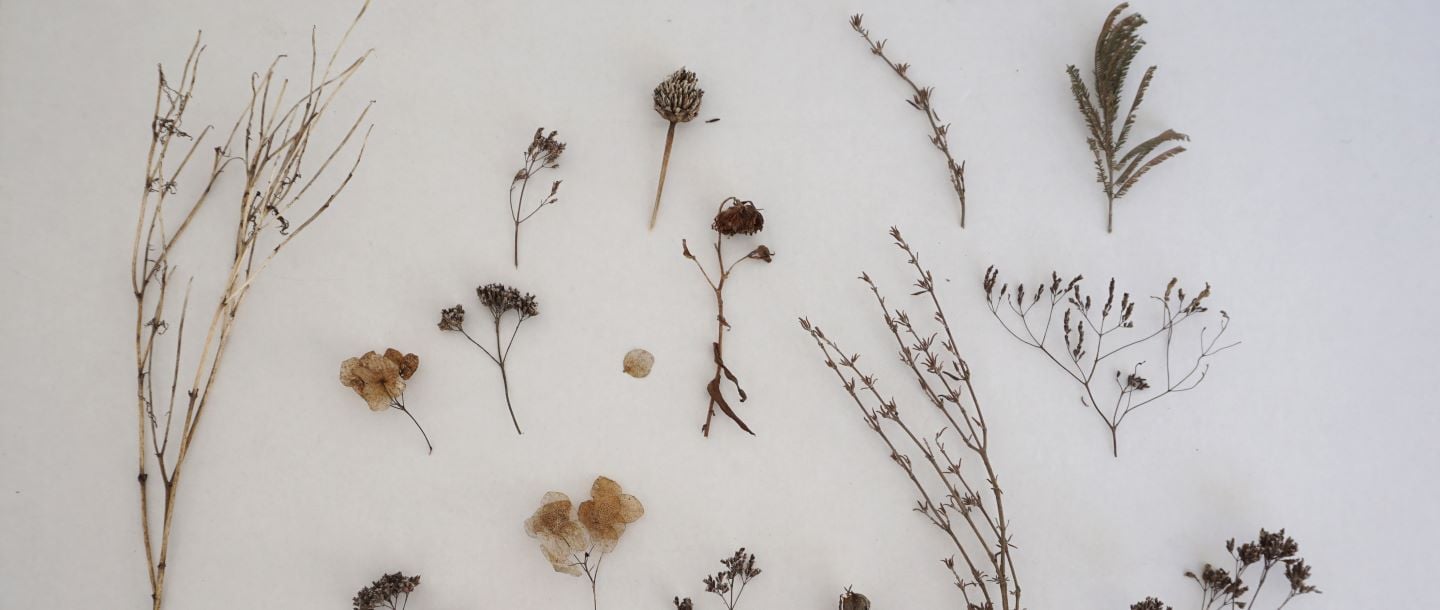 an arrangement of different dried plants on a white table