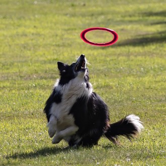 a dog getting ready to catch a Frisbee