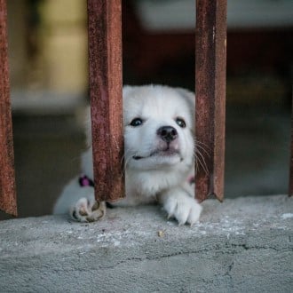 a white dog peeking through a fence